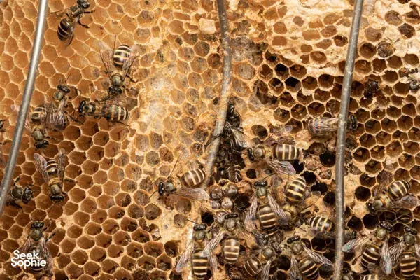Private Urban Farm Experience, inc Bee Encounter
