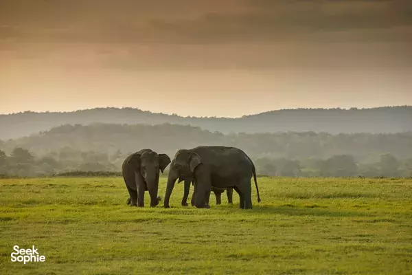 Kaudulla National Park | Morning Safari