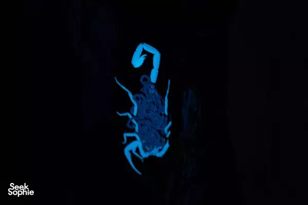 Blue-lit crab-like creature sketched against the dark on a Sentosa night adventure spotlighted by The Untamed Paths, Singapore hidden gems