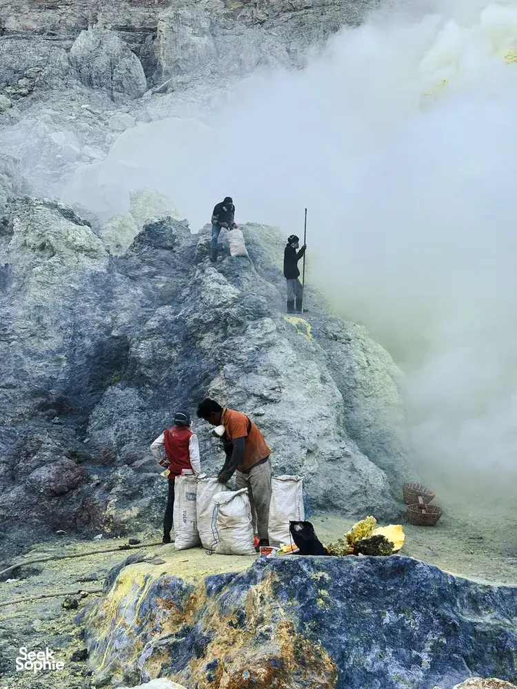 Seek Sophie option picture