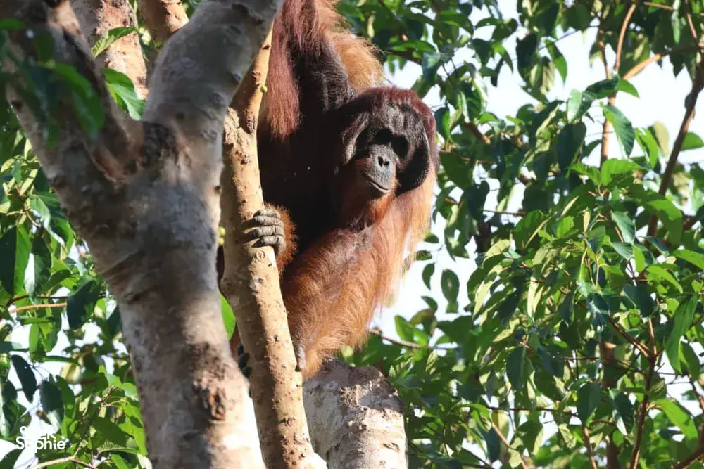 Seek Sophie option picture