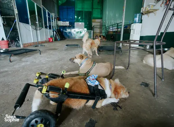 Rescue dogs resting in a Ho Chi Minh City shelter treatment corridor beside grooming tables and a wheeled cart