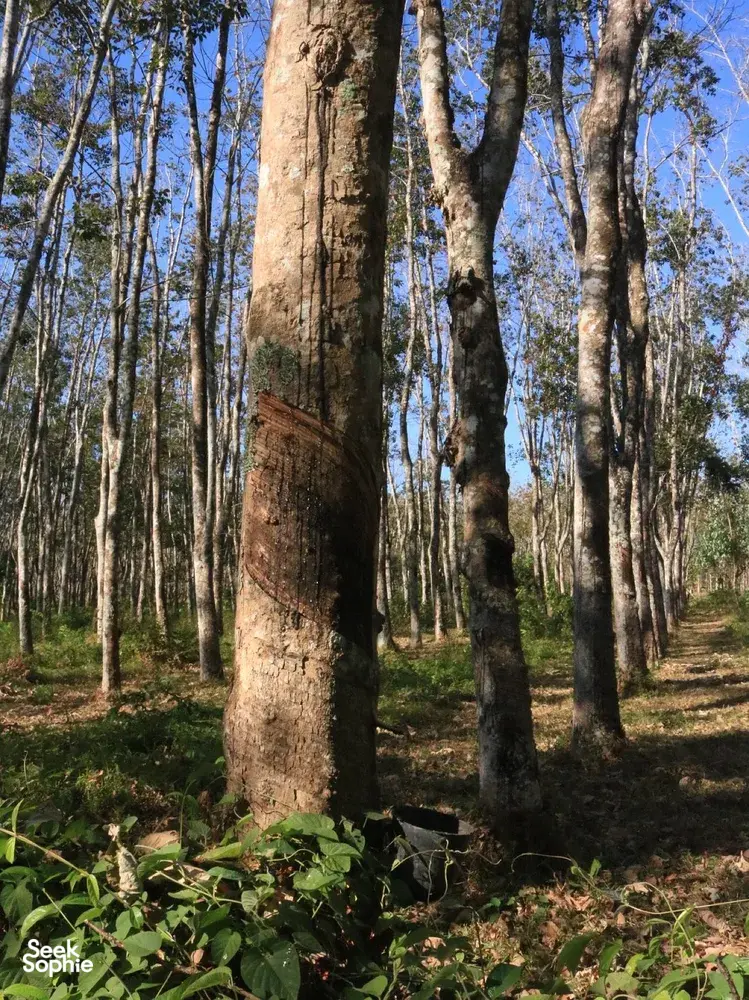 Sunlit tropical forest in Langkawi with tall tree trunks and scattered undergrowth, showing a quiet woodland landscape