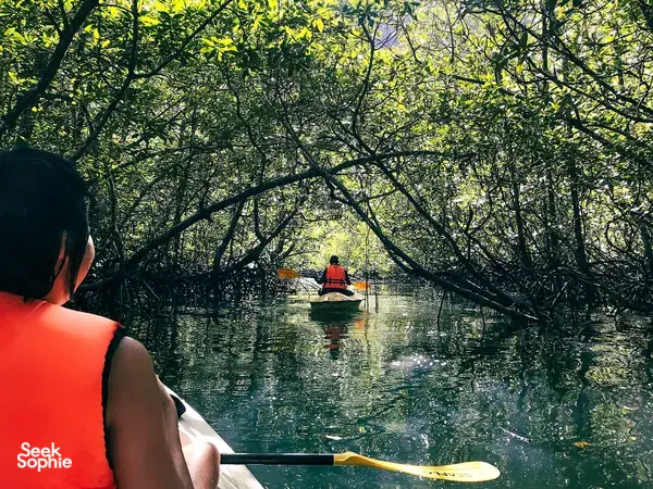 Kayak paddling through a green mangrove tunnel in Langkawi Kilim Geoforest, viewed from the bow of a guide-led boat