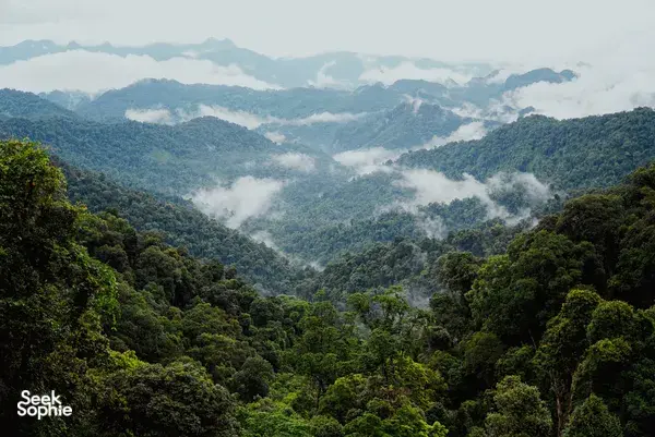 Hidden Jungle Night Walk in Phong Nha's Rainforest