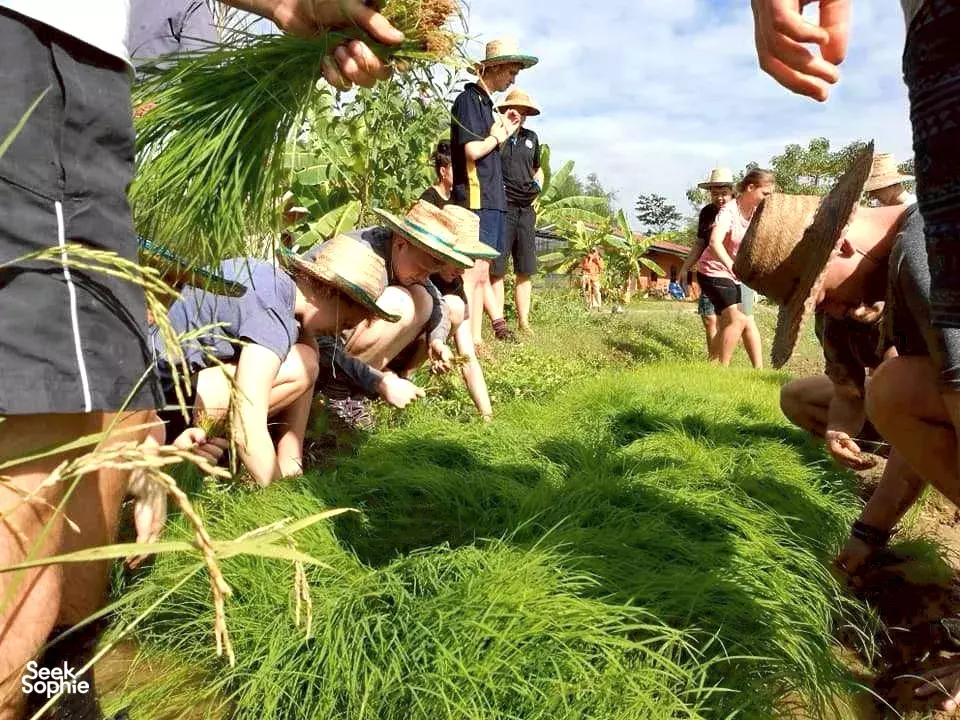 Seek Sophie option picture