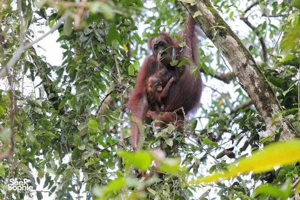 1 Day Kinabatangan River Safari