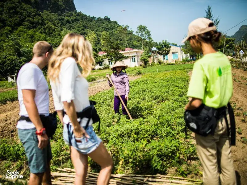 Seek Sophie option picture