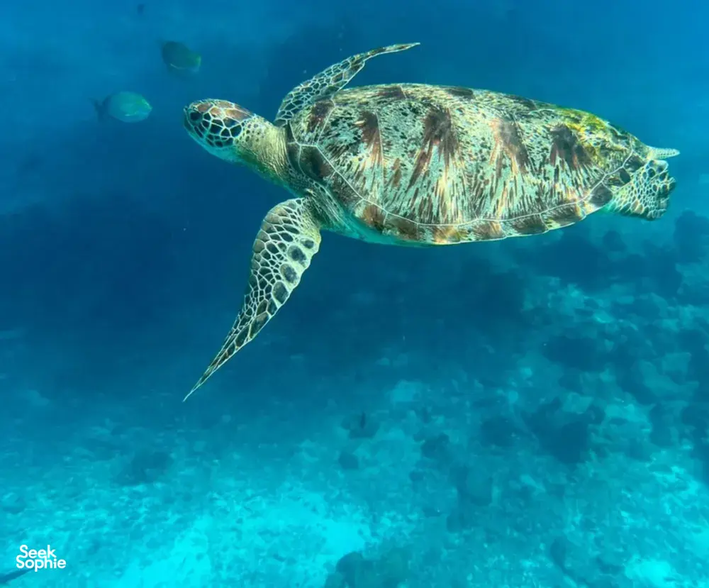 Seek Sophie option picture