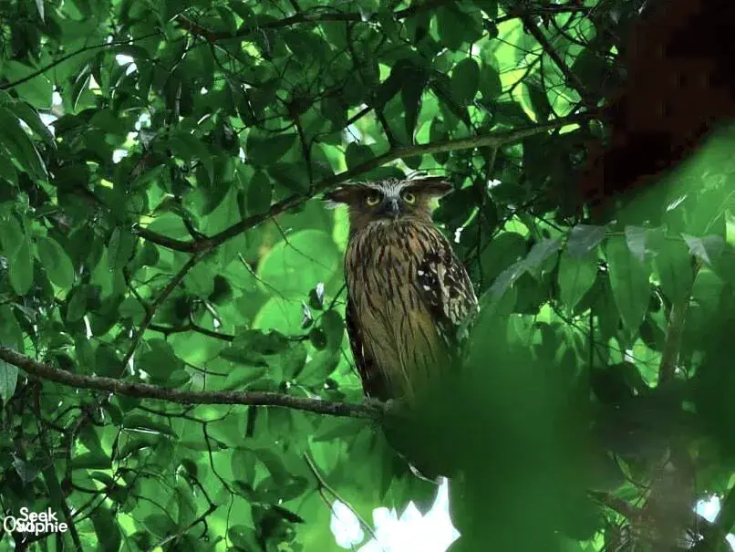 Seek Sophie option picture