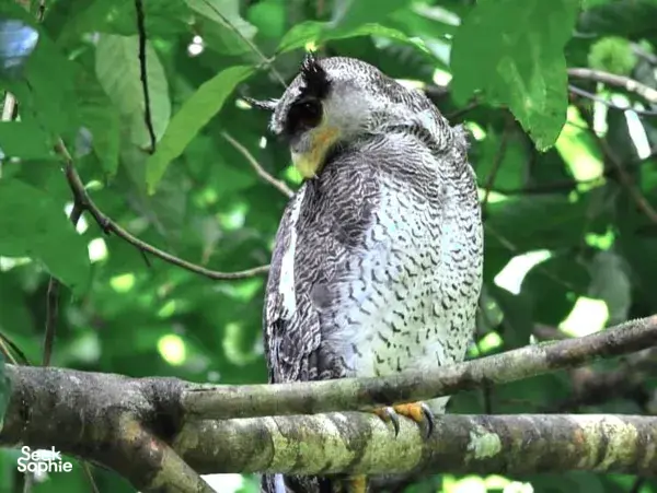 Discover Khao Sok’s Birdlife with a Local Birdwatching Expert
