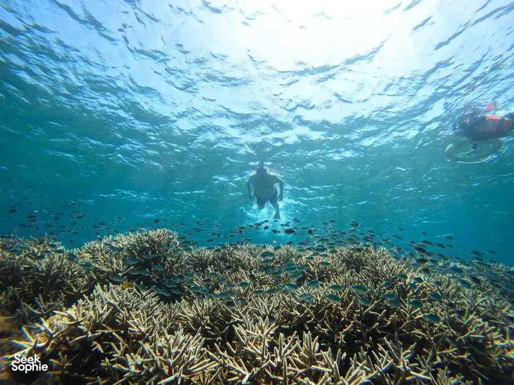 Pemandangan bawah air seorang penyelam snorkel di atas karang yang beralun di perairan cetek jernih Kepulauan Gili di luar pantai Lombok