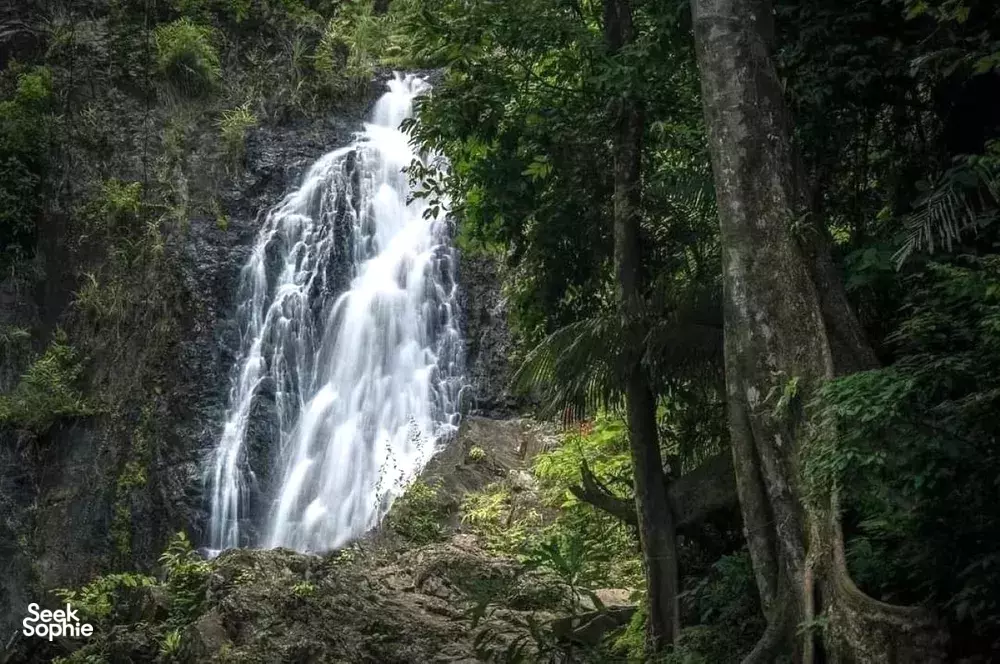 Seek Sophie option picture