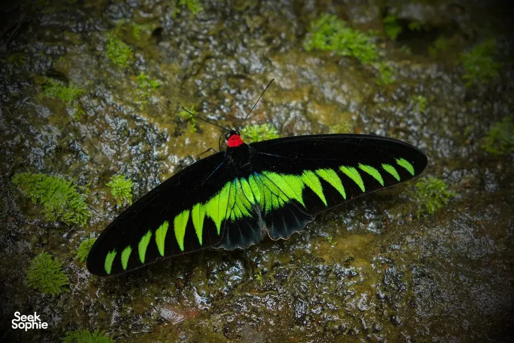 Bright green-and-black butterfly resting on moss-covered rock in the rainforest at Ngapuh Homestead in Kuching