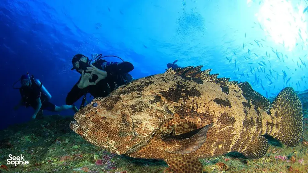 Seek Sophie option picture