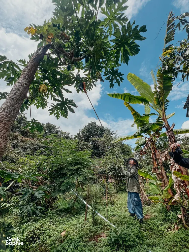 Seek Sophie option picture