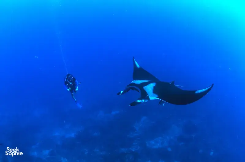 Seek Sophie option picture