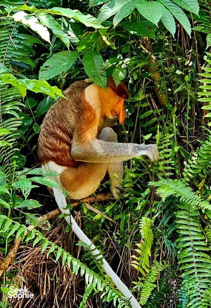 Bako National Park Day Trip | With Local Naturalist Guides