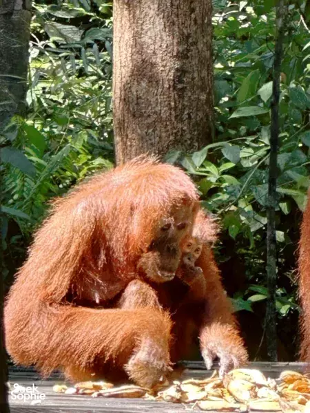 3D2N Tanjung Puting Small Boat Cruise | Perfect for Couples