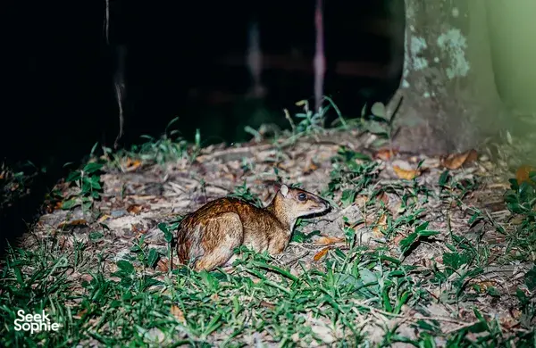 [SOLD OUT] In Search of Singapore's Last Wildcat