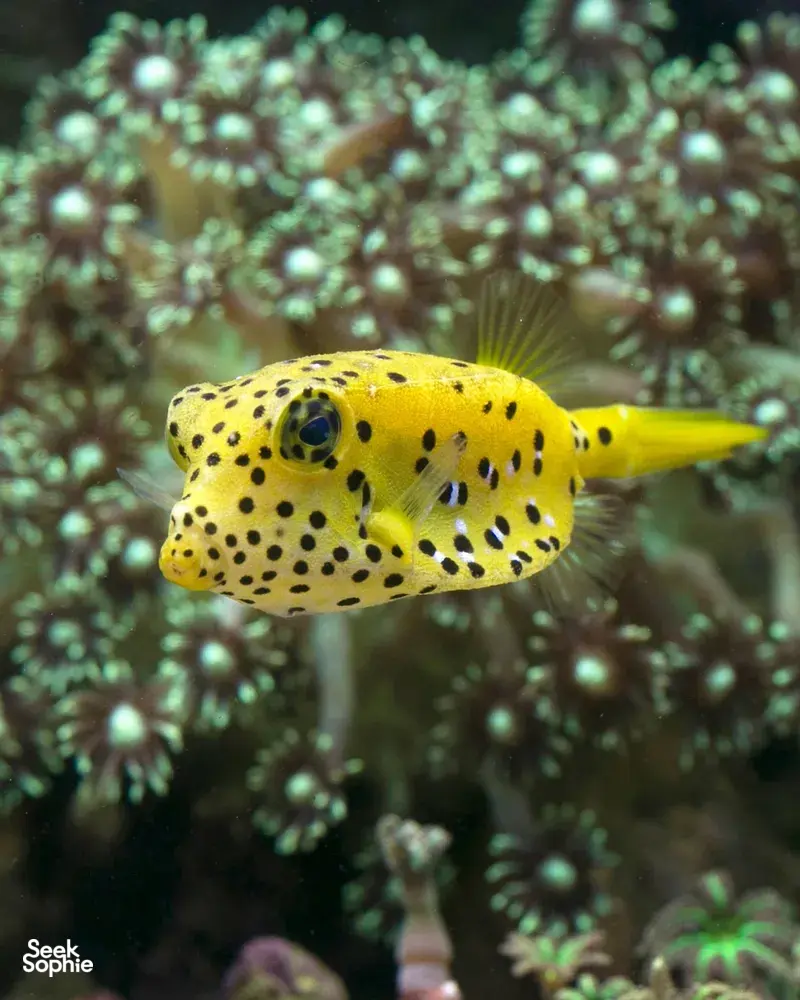 Seek Sophie option picture