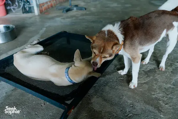 Ho Chi Minh City shelter playtime as a volunteer’s hand offers a treat and two rescue dogs greet each other on a mat