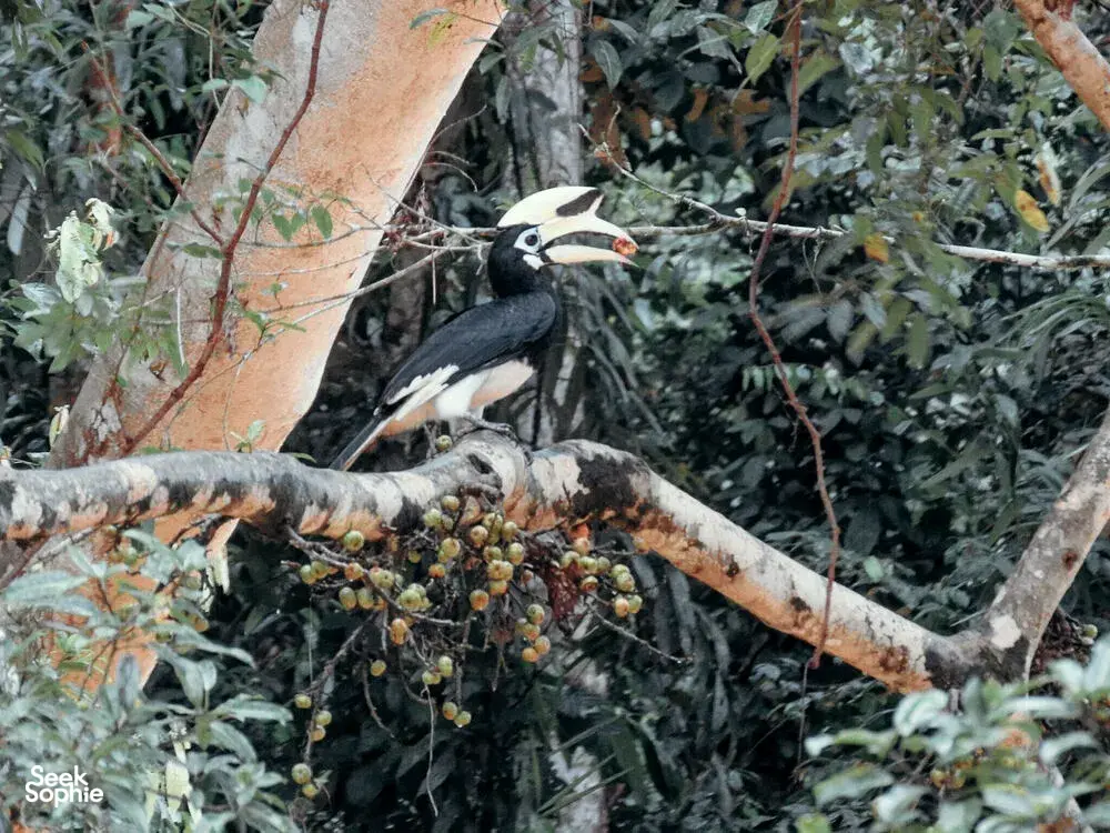 Seek Sophie option picture