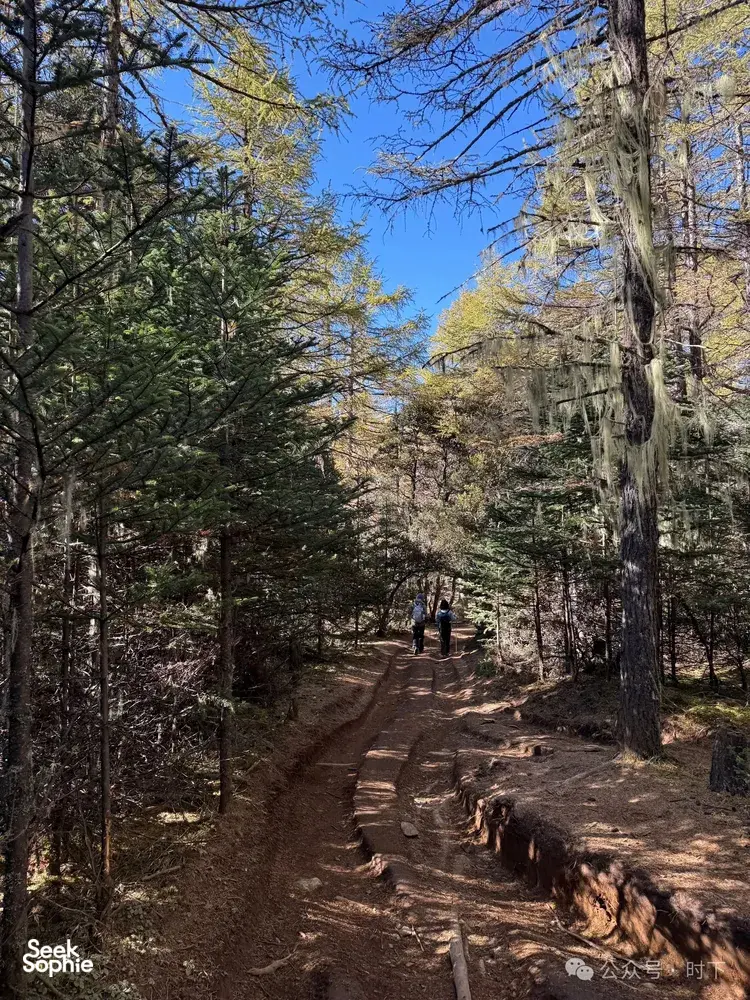 Rocky woodland trail with hikers on a Tiger Leaping Gorge trek in Shangri-La, winding between tall trees