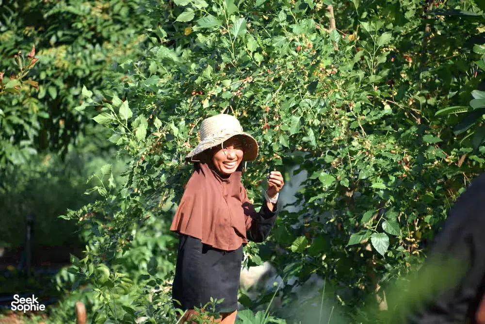 Seek Sophie option picture