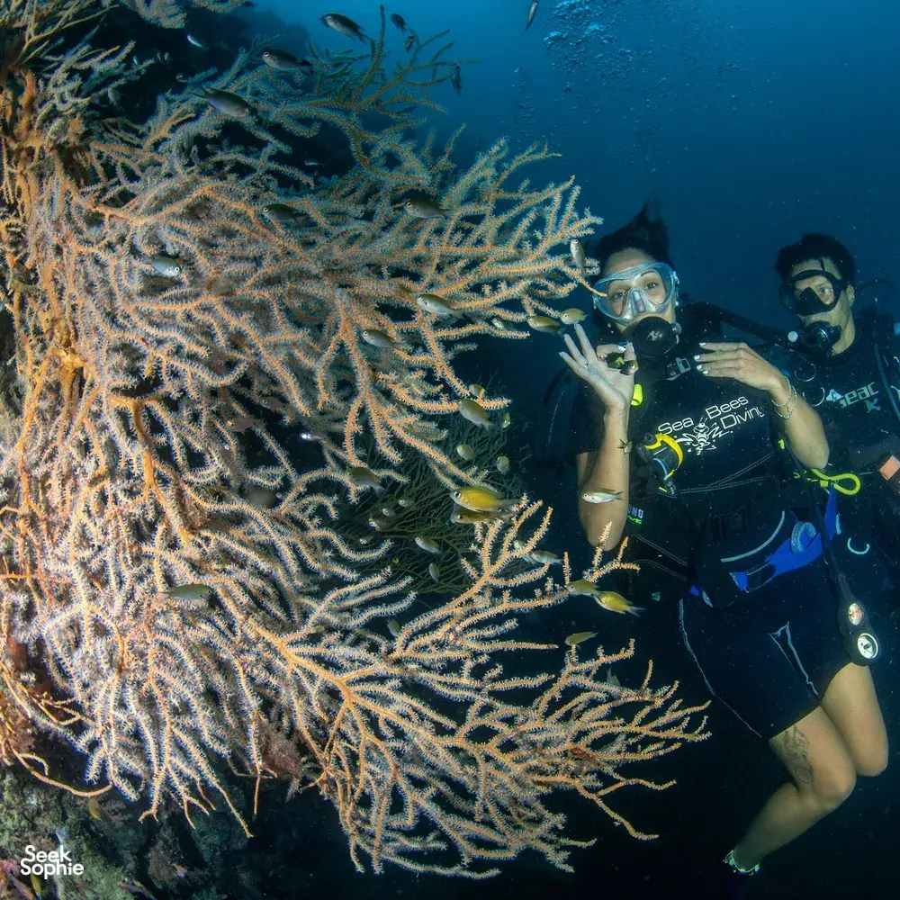 Seek Sophie option picture