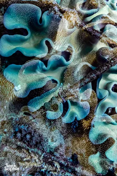 Blue and white coral polyps growing on a reef in East Bali during a snorkelling and coral restoration session