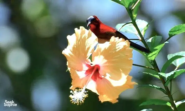 Seek Sophie option picture