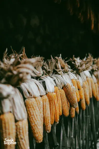 Corn cobs hanging on strings to dry at a farm in Cao Bang, captured in a warm, close-up view