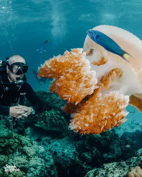 3 Fun Dives in Phuket | Shark Point, Wreck, PhiPhi | For Adventure Seekers!