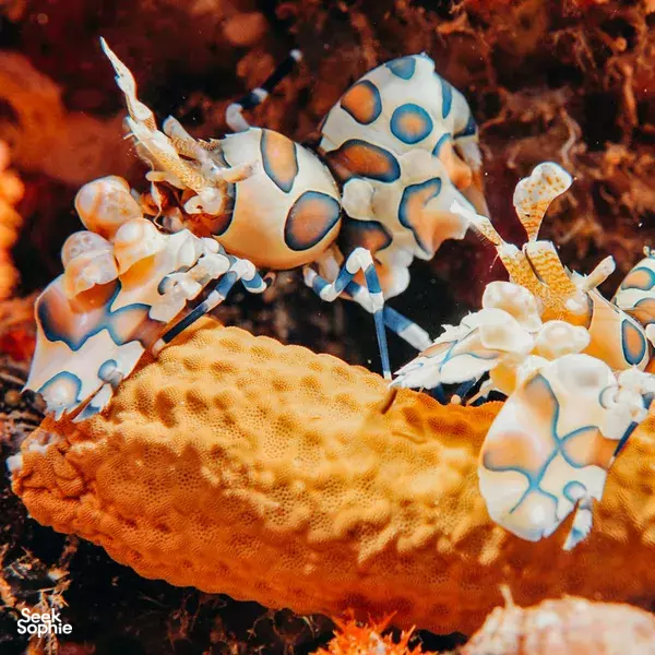 SSI Discover Scuba Diving in Phuket | Perfect for Beginners