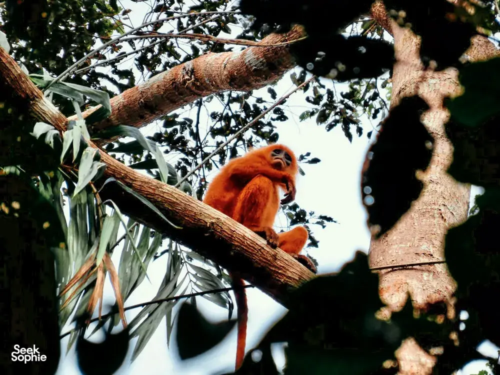 Seek Sophie option picture