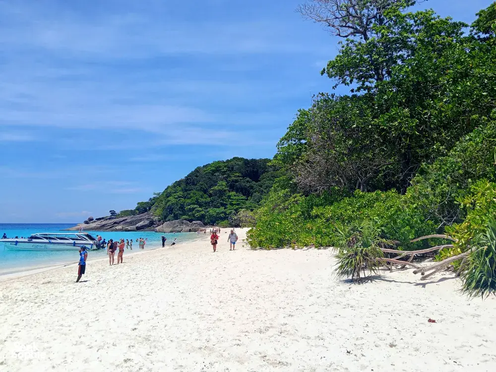 Seek Sophie option picture