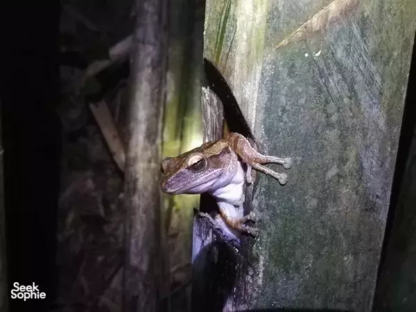 Khao Sok Night Safari with a Jungle Expert Guide