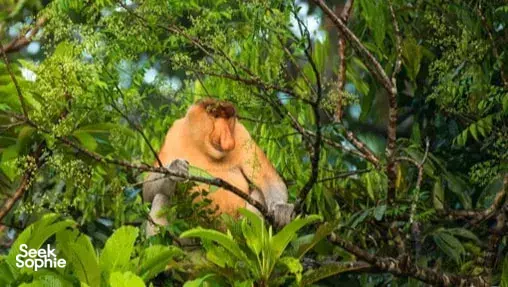 Orangutan perched among dense green leaves in a rainforest near Kota Kinabalu, for orangutans viewing