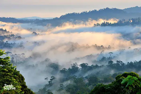 Misty Danum Valley rainforest canopy over cloud-filled hills, viewed from Borneo Rainforest Lodge surroundings