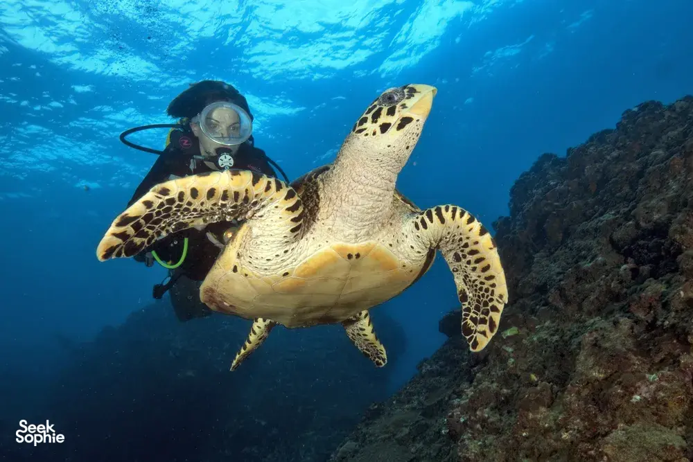 Seek Sophie option picture