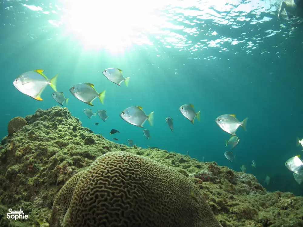 Sekumpulan ikan perak berenang di atas terumbu karang dalam air yang jernih, sebahagian daripada selaman pulau Bigfin Divers di Semporna, Sabah
