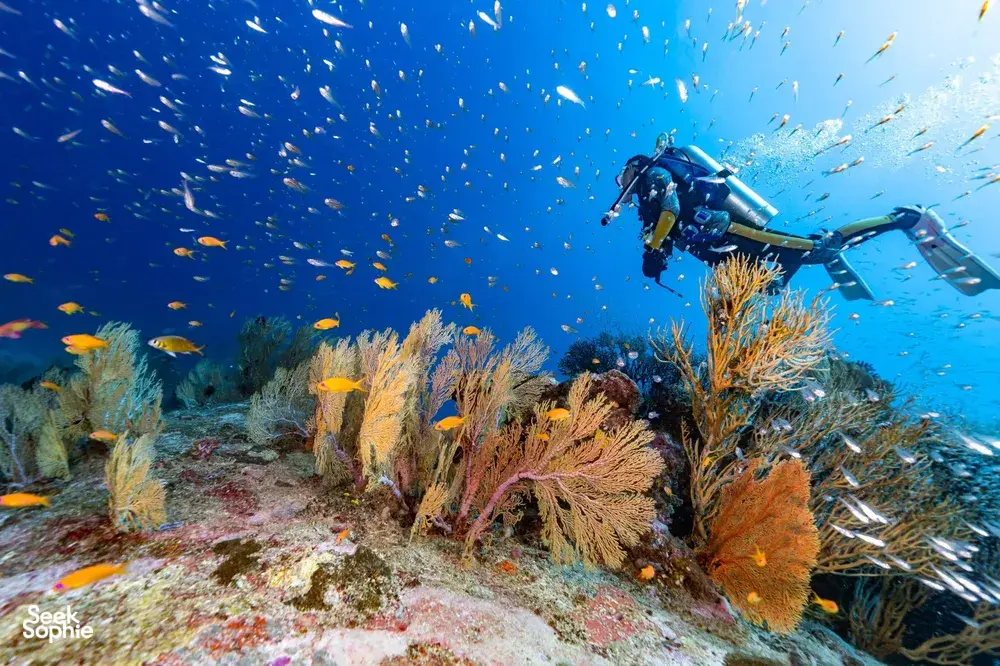 Seek Sophie option picture