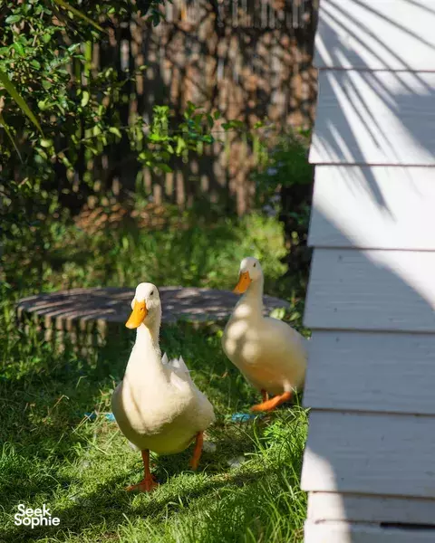 6D5N Chiang Mai: Volunteer with Elephants & Healing Reset (Girls Only)