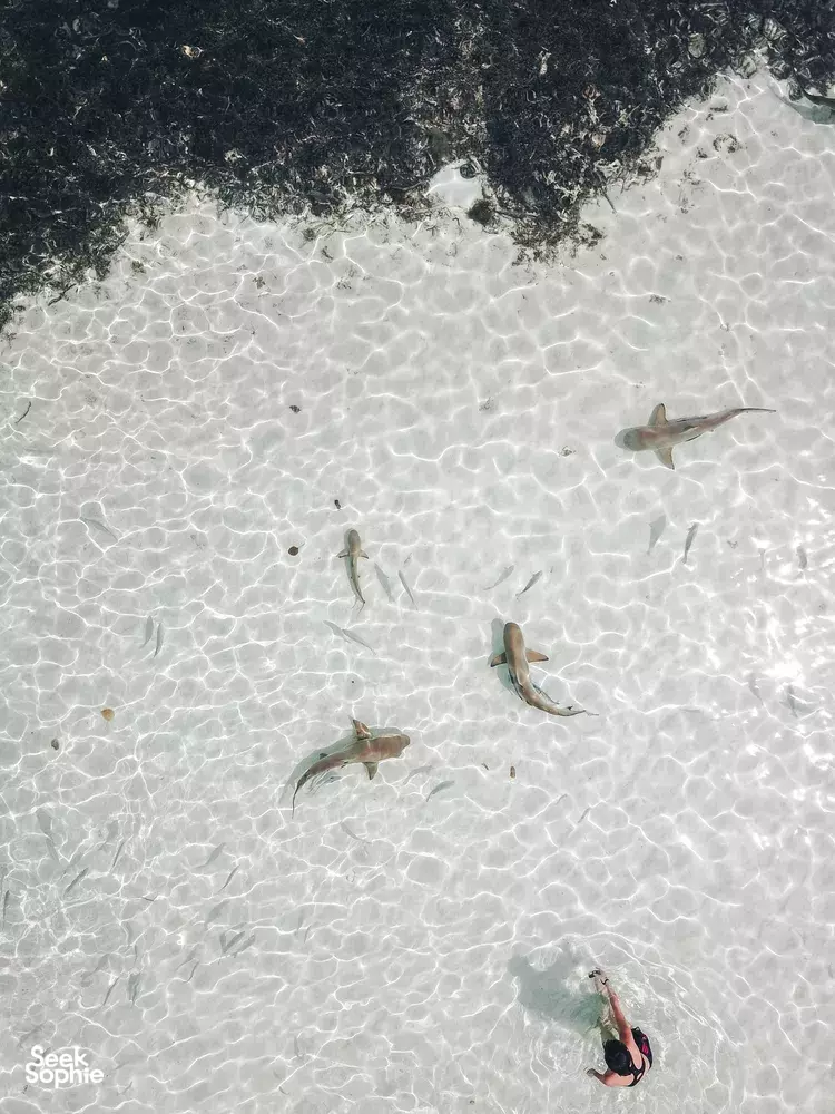 Seek Sophie option picture