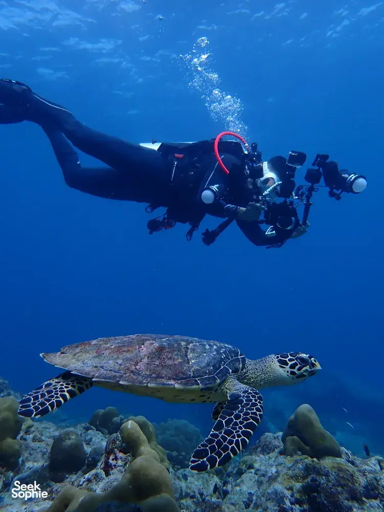 Seek Sophie option picture