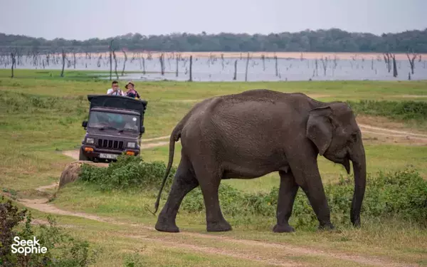 3H Sunset Safari at Kaudulla National Park