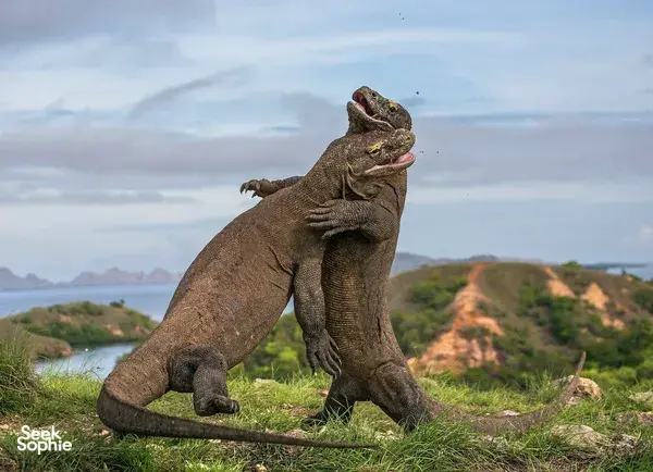 Two Komodo dragons rearing on a grassy hillside with sea and coastal hills in the distance outdoors