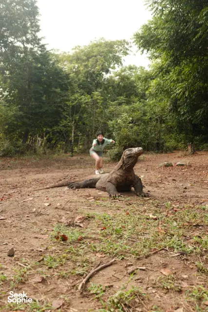 Man squatting beside a fallen log as a Komodo dragon rests on sandy ground in the forest on Rinca Island — Komodo dragons