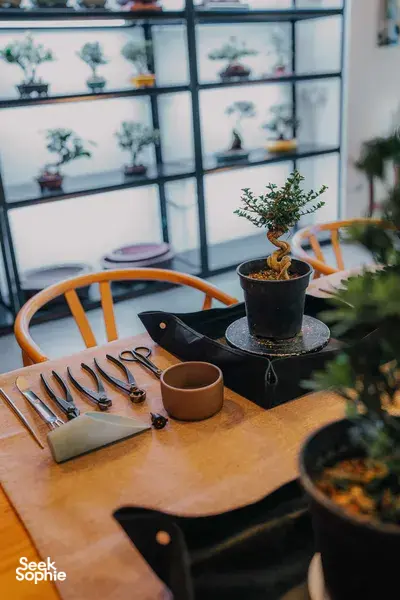 Miniature potted bonsai on a wooden shaping table with gardening tools and a small tree display by a glass window in Singapore
